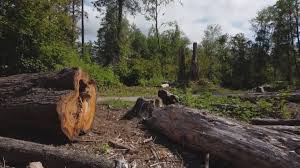 Best Tree Removal Services  in Ladonia, AL